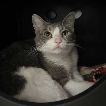 Domestic Short Hair Cats Available for Adoption in Titusville, Florida - Missy | PetCurious