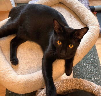 Rescue Domestic Short Hair Cats for Adoption in Springfield, Oregon - Scooter | PetCurious