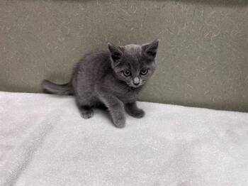 Domestic Short Hair Cats Available for Adoption in Moreno Valley, California - A550926 | PetCurious