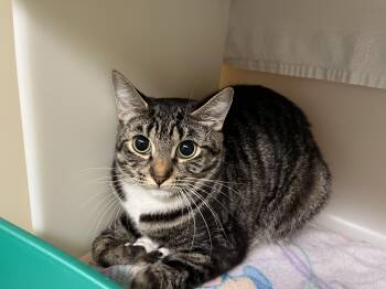 Domestic Short Hair Cats Available for Adoption in Salisbury, Massachusetts - Zenon | PetCurious