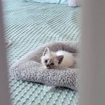 Wisp -  Siamese Cat for Adoption in Yorktown, Indiana - Wisp | PetCurious