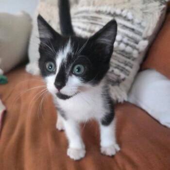 Smudge -  Domestic Short Hair Cat for Adoption in Chattanooga, Tennessee - Smudge | PetCurious
