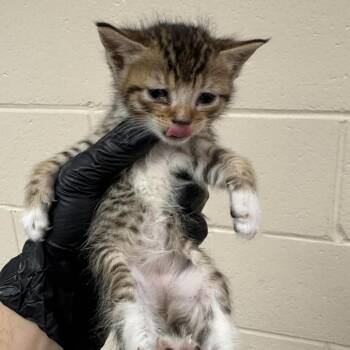 Bastian -  Domestic Short Hair Cat for Adoption in Reno, Nevada - Bastian | PetCurious