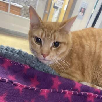 Domestic Short Hair Cats Available for Adoption - Fanta | PetCurious