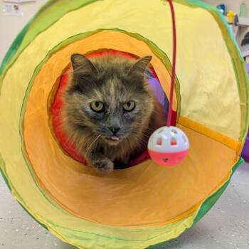 Bobbie -  Domestic Long Hair Cat for Adoption in Blairsville, Georgia - Bobbie | PetCurious