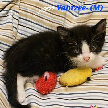 Yahtzee -  Domestic Short Hair Cat for Adoption in Westminster, California - Yahtzee | PetCurious