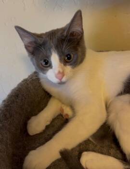 Midge -  Domestic Short Hair Cat for Adoption in Brookings, Oregon - Midge | PetCurious
