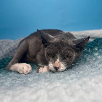 Tamarind -  Domestic Short Hair Cat for Adoption in San Antonio, Texas - Tamarind | PetCurious