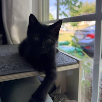Chili -  Domestic Short Hair Cat Available for Adoption in Mebane, North Carolina - Chili | PetCurious
