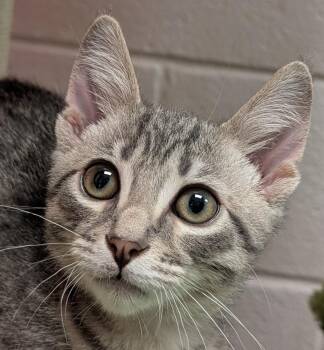 Rescue Domestic Short Hair Cats for Adoption in Smithfield, North Carolina - Jake | PetCurious