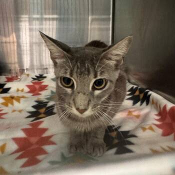 Destinee -  Domestic Short Hair Cat for Adoption in Lake Jackson, Texas - Destinee | PetCurious