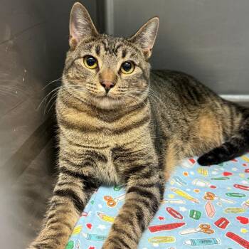 Peeps -  Domestic Short Hair Cat for Adoption in Casa Grande, Arizona - Peeps | PetCurious
