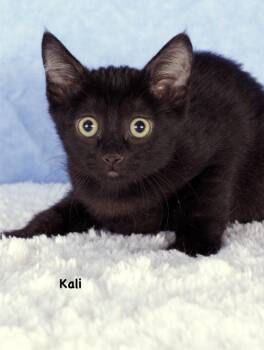 Kali -  Domestic Short Hair Cat for Adoption in Gilbert, Arizona - Kali | PetCurious