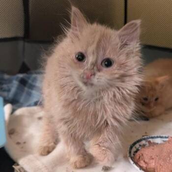Tracy 1 -  Domestic Long Hair Cat for Adoption in Pikesville, Maryland - Tracy 1 | PetCurious