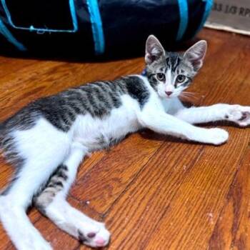 Austin -  Domestic Short Hair Cat for Adoption in Green Bay, Wisconsin - Austin | PetCurious