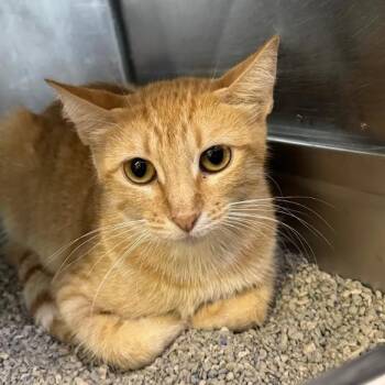 Shiny Apple -  Domestic Short Hair Cat for Adoption in Austin, Texas - Shiny Apple | PetCurious
