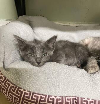 Ember -  Domestic Short Hair Cat for Adoption in Stover, Missouri - Ember | PetCurious