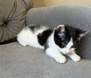 MOIRA -  Domestic Short Hair Cat for Adoption in Loveland, Colorado - MOIRA | PetCurious