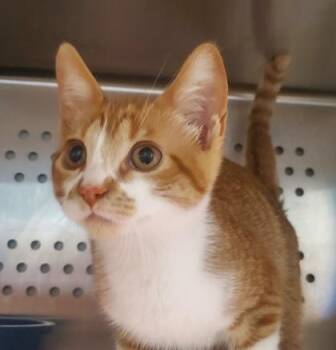 Picante -  Domestic Short Hair Cat for Adoption in Kansas City, Missouri - Picante | PetCurious