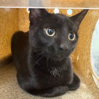 Coal -  Domestic Short Hair Cat for Adoption in Philadelphia, Pennsylvania - Coal | PetCurious
