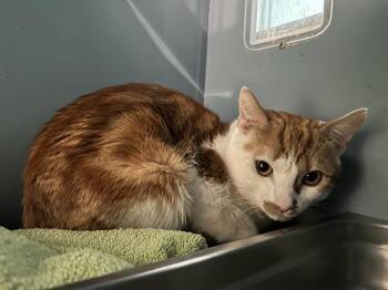 Domestic Short Hair Cats Available for Adoption in Boston, Massachusetts - LITTLE DULCE | PetCurious