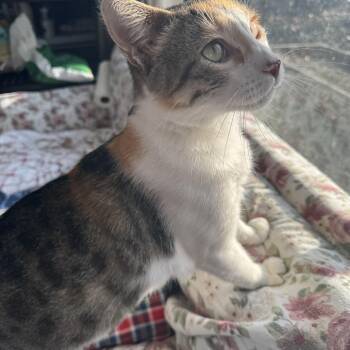 Mama Marinara -  Calico and Tabby Cat for Adoption in Cottonwood Heights, Utah - Mama Marinara | PetCurious
