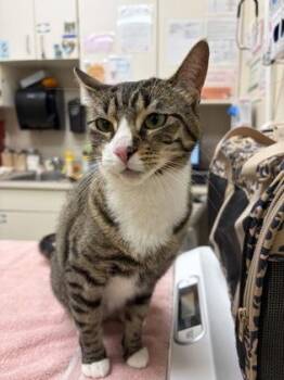 Domestic Short Hair Cats Available for Adoption in Westland, Michigan - Fauna | PetCurious