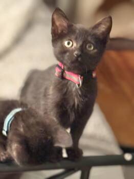 Rescue Domestic Short Hair Cats for Adoption in Sioux City, Iowa - Milwaukee | PetCurious