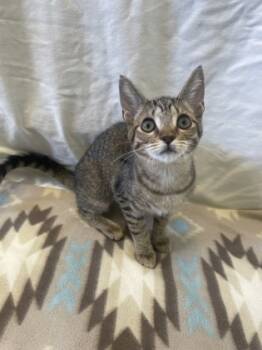 Rescue Domestic Short Hair Cats for Adoption in Columbus, Indiana - Zora | PetCurious