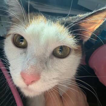 Domestic Short Hair Cats Available for Adoption - Marie | PetCurious