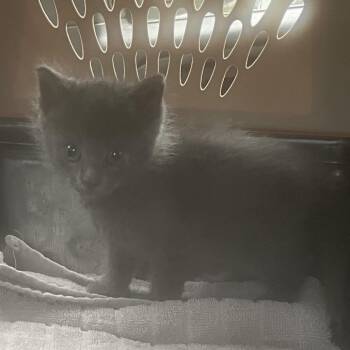 Dusty Bridges -  Domestic Short Hair Cat for Adoption in Eureka Springs, Arkansas - Dusty Bridges | PetCurious
