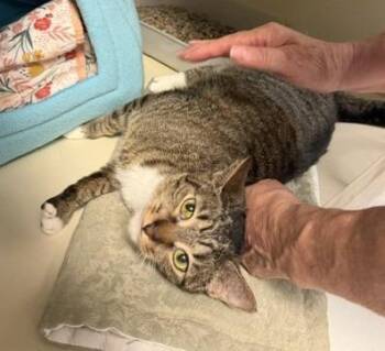 Phoebe -  Domestic Short Hair Cat for Adoption in Windsor, Connecticut - Phoebe | PetCurious