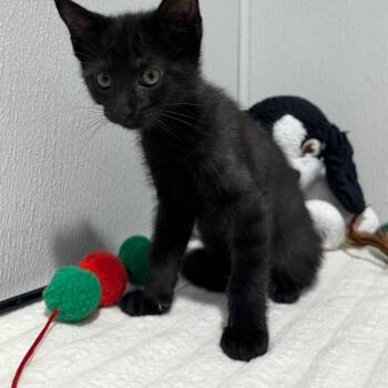 Josie -  Domestic Short Hair Cat for Adoption in Tampa, Florida - Josie | PetCurious