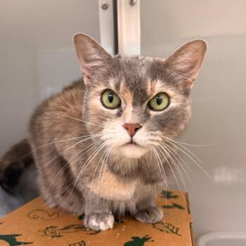 Storm -  Domestic Short Hair Cat for Adoption in Saint Charles, Missouri - Storm | PetCurious