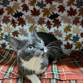 Milky Way -  Domestic Short Hair Cat for Adoption - Milky Way | PetCurious