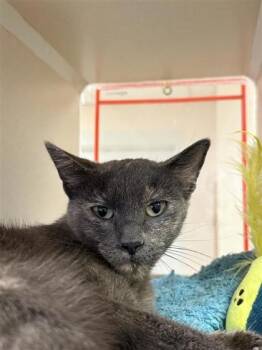 Rescue Domestic Short Hair Cats for Adoption in Hutchinson, Kansas - School | PetCurious