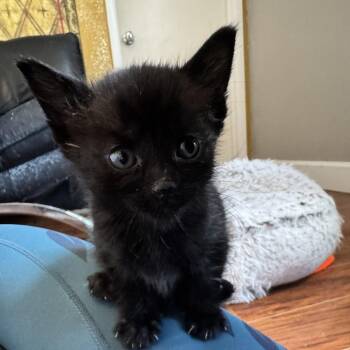Big Boo -  Domestic Short Hair Cat for Adoption in Las Vegas, Nevada - Big Boo | PetCurious