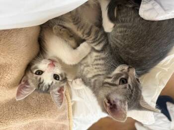 Domestic Short Hair Cats Available for Adoption in San Diego, California - Jojo | PetCurious