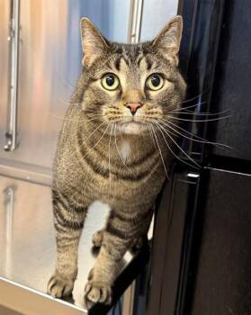 MIMSEY -  Domestic Short Hair Cat for Adoption in Minneapolis, Minnesota - MIMSEY | PetCurious