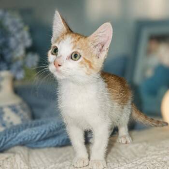 Popcorn -  Domestic Short Hair Cat for Adoption in San Antonio, Texas - Popcorn | PetCurious