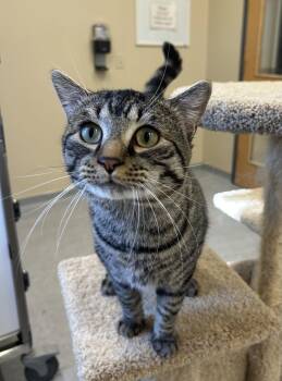 Rupert -  Domestic Short Hair Cat for Adoption in Arlington, Vermont - Rupert | PetCurious
