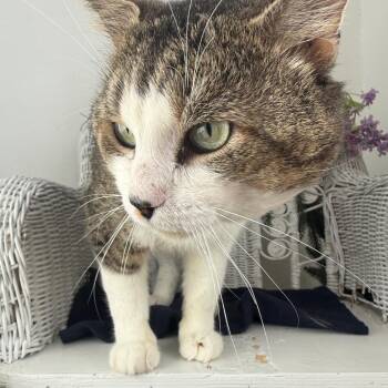 Domestic Short Hair Cats Available for Adoption in Eaton Rapids, Michigan - Menudo BC FIV+ 56113 | PetCurious
