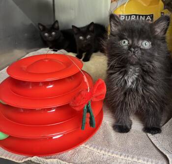 Shelter Kittens -  Domestic Short Hair and Domestic Long Hair Cat for Adoption in Mendham, New Jersey - Shelter Kittens | PetCurious
