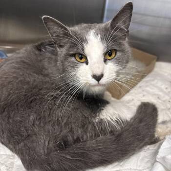 Domestic Short Hair Cats Available for Adoption in Charleston, West Virginia - Marina | PetCurious