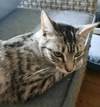Jasmine Rose -  Domestic Short Hair Cat for Adoption in Chandler, Arizona - Jasmine Rose | PetCurious