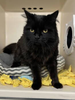 Rescue Domestic Long Hair Cats for Adoption in Rockaway, New Jersey - Biscuit RM | PetCurious