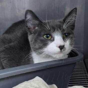 Toby -  Domestic Short Hair Cat for Adoption in Marble, North Carolina - Toby | PetCurious