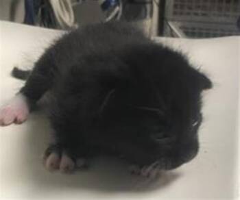 SASSY -  Domestic Short Hair Cat for Adoption in Conroe, Texas - SASSY | PetCurious