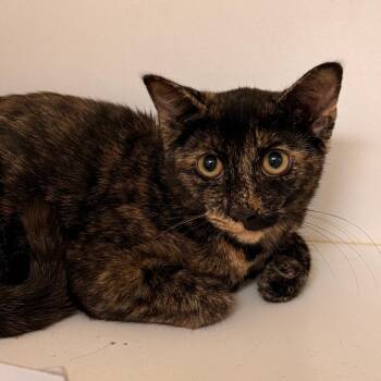Tatiana -  Domestic Short Hair Cat for Adoption in Philadelphia, Pennsylvania - Tatiana | PetCurious