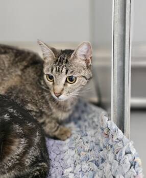 61570736 -  Domestic Short Hair Cat for Adoption in Elko, Nevada - 61570736 | PetCurious